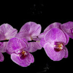 Invernadero orquideas de Rosa, Castellon. Plantas y flores