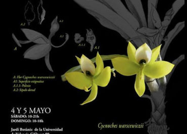 16ª Exposición de Orquídeas en otoño