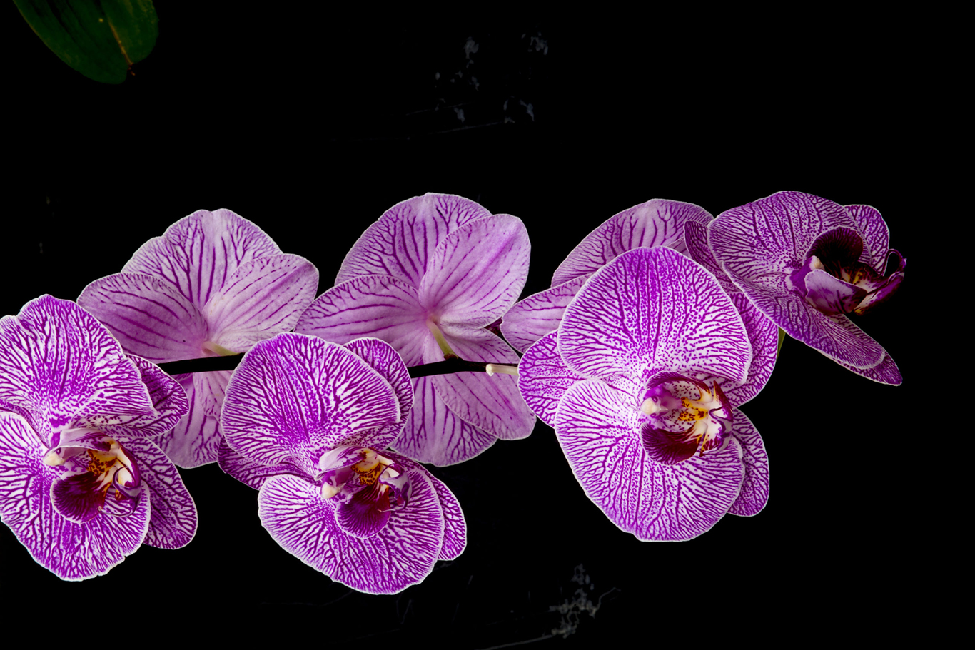 Invernadero orquideas de Rosa, Castellon. Plantas y flores *** Local Caption *** Oval Flores