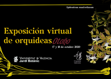 Charlas y vídeos Exposición virtual de otoño 2020