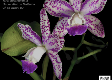 La 22ª Exposición de Orquídeas
