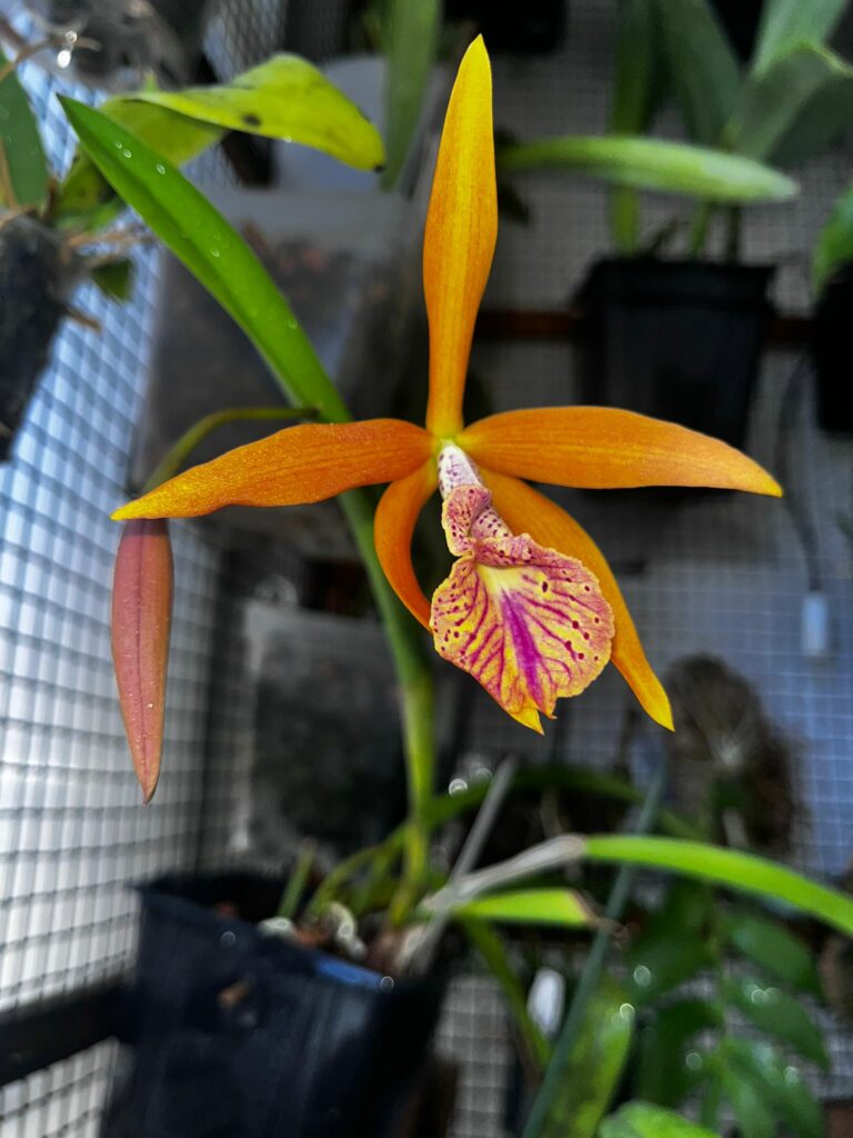 Vanda Senderina