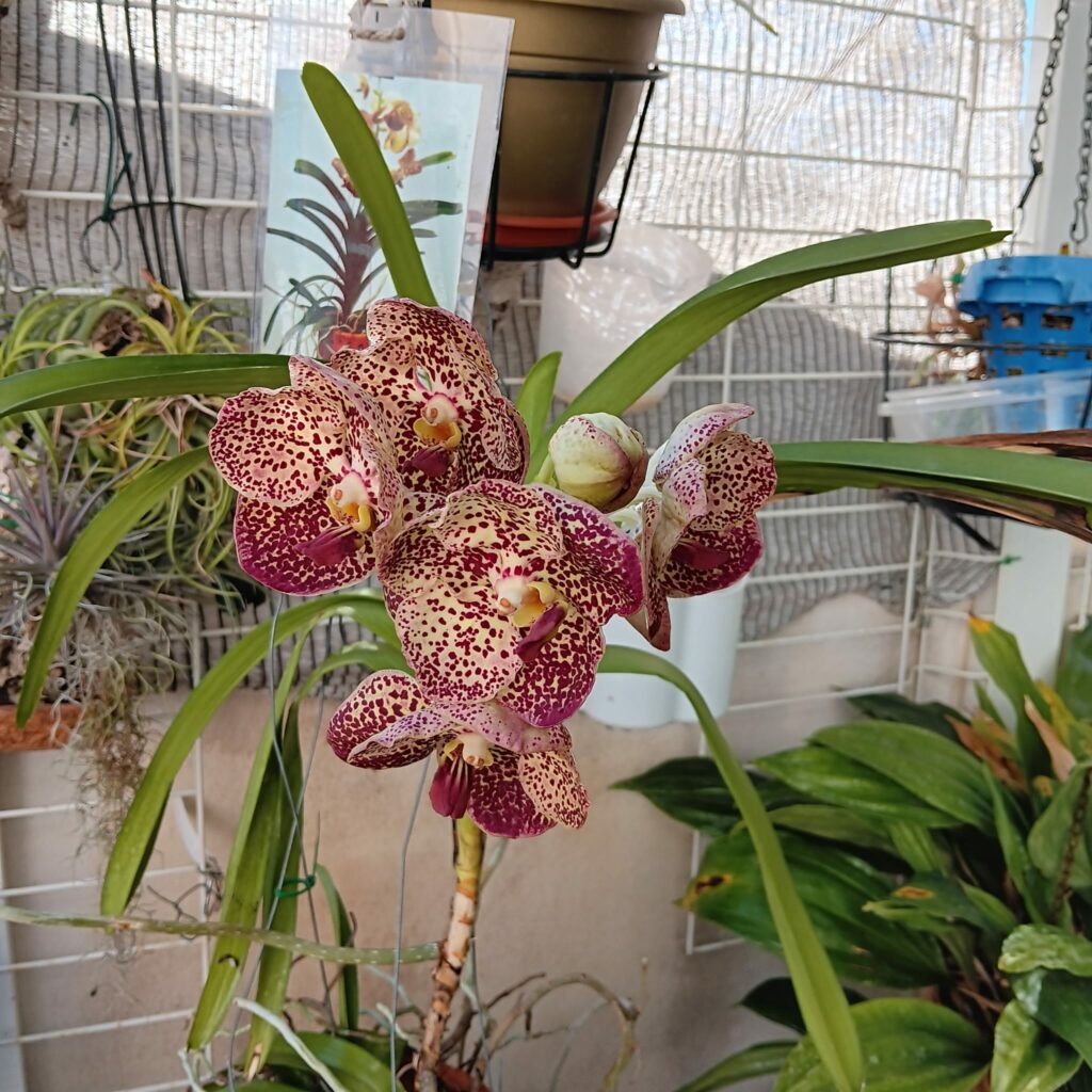 Brassocattleya Golden Glory " Apollo"