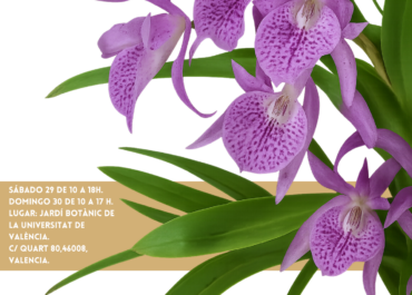 Orquídeas a la Tardor 2025