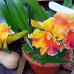 WhatsApp Image 2025-12-09 at 09.55.15 (2)